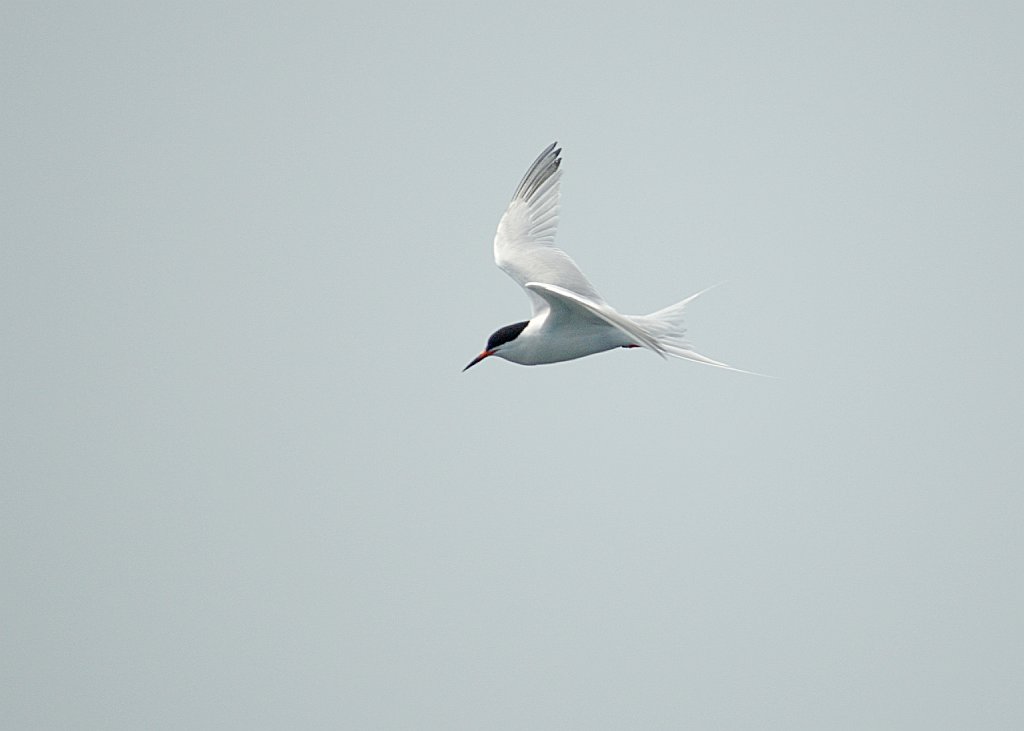 Tern, Roseatte, 2006-07081869 Hyannis, MA.JPG - Roseatte Tern, Broolkine July 2006 Hyannis pelagic bird trip